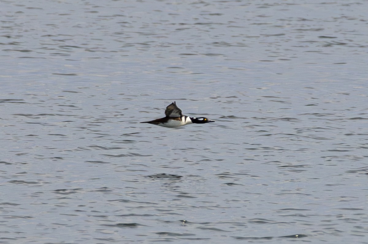 Hooded Merganser - ML646563596