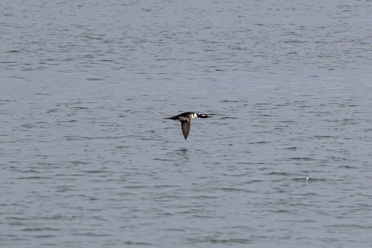 Hooded Merganser - ML646563597