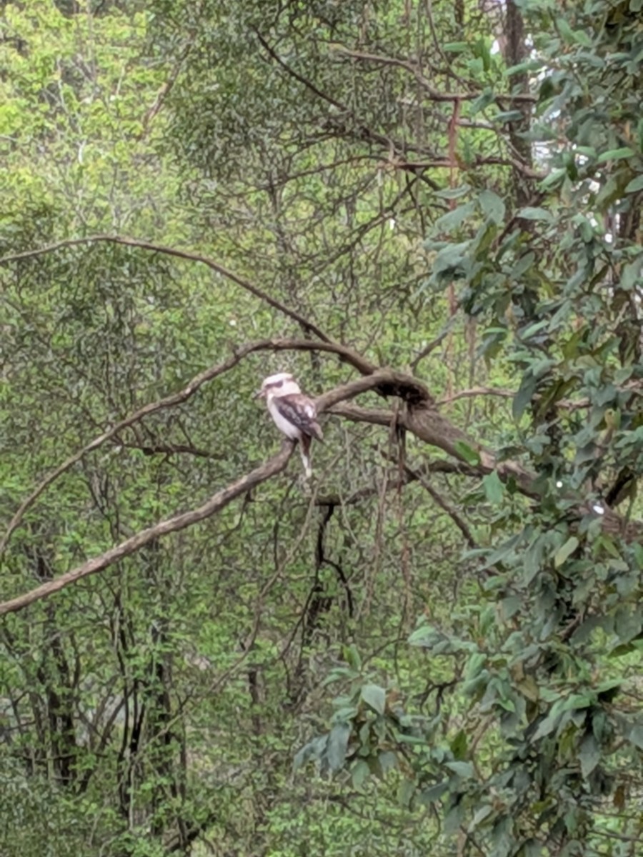 Laughing Kookaburra - ML646563599