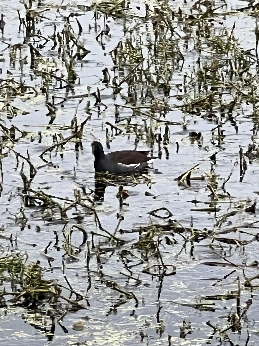 Common Gallinule - ML646563600