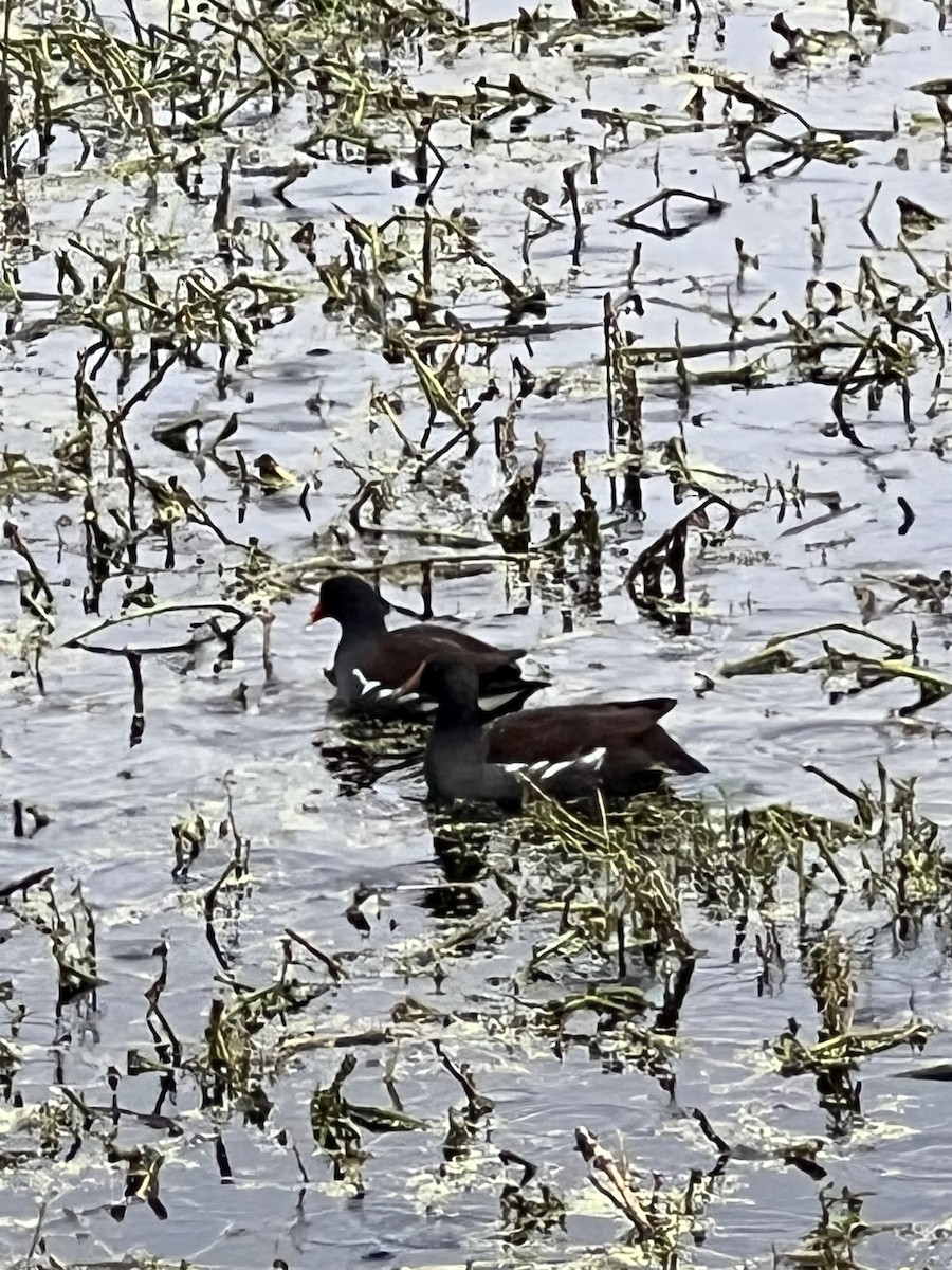 Common Gallinule - ML646563601