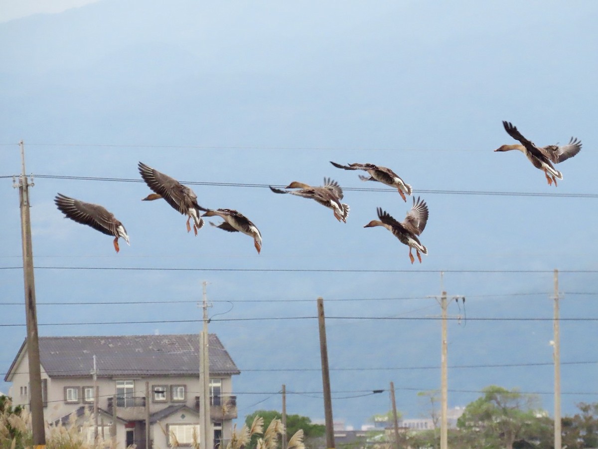 Гуменник (Лесной/Тундровый) - ML646563602