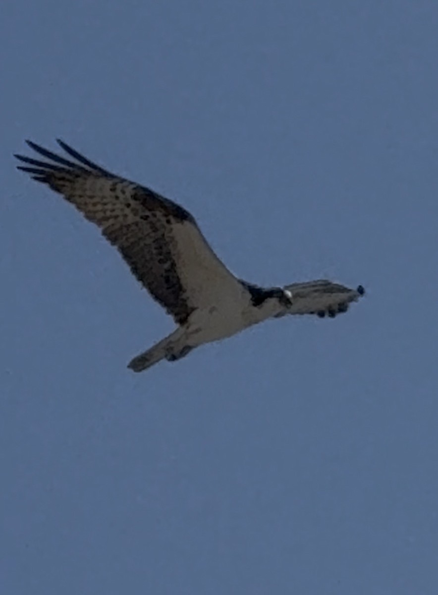 Osprey - ML646563603