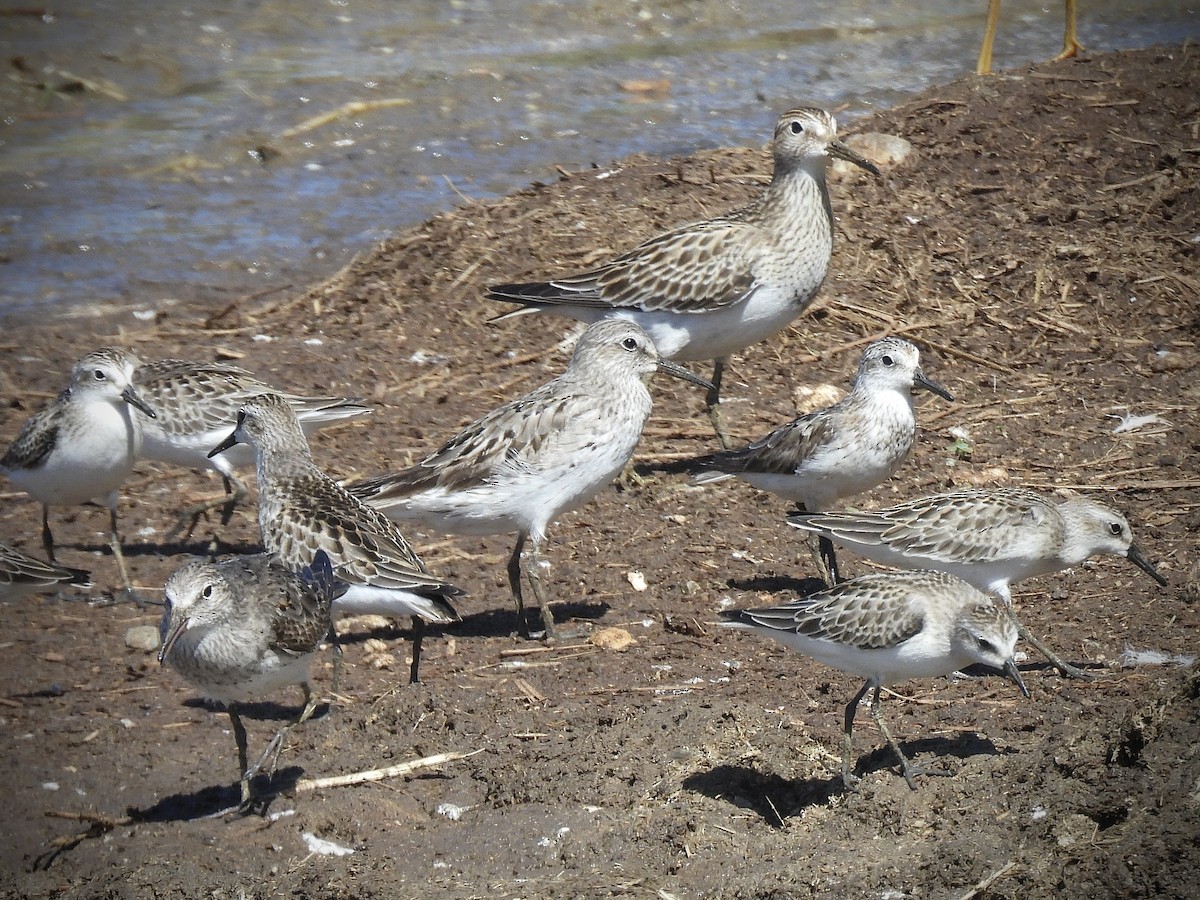 Побережник арктичний - ML646563605