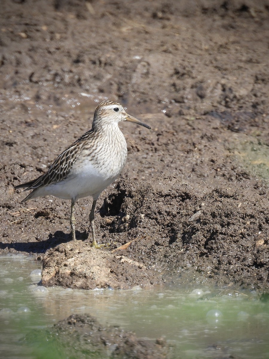 Побережник арктичний - ML646563606