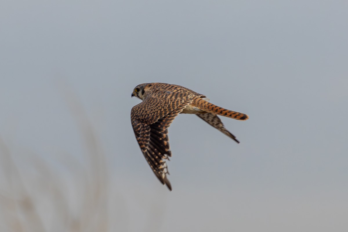 American Kestrel - ML646563607