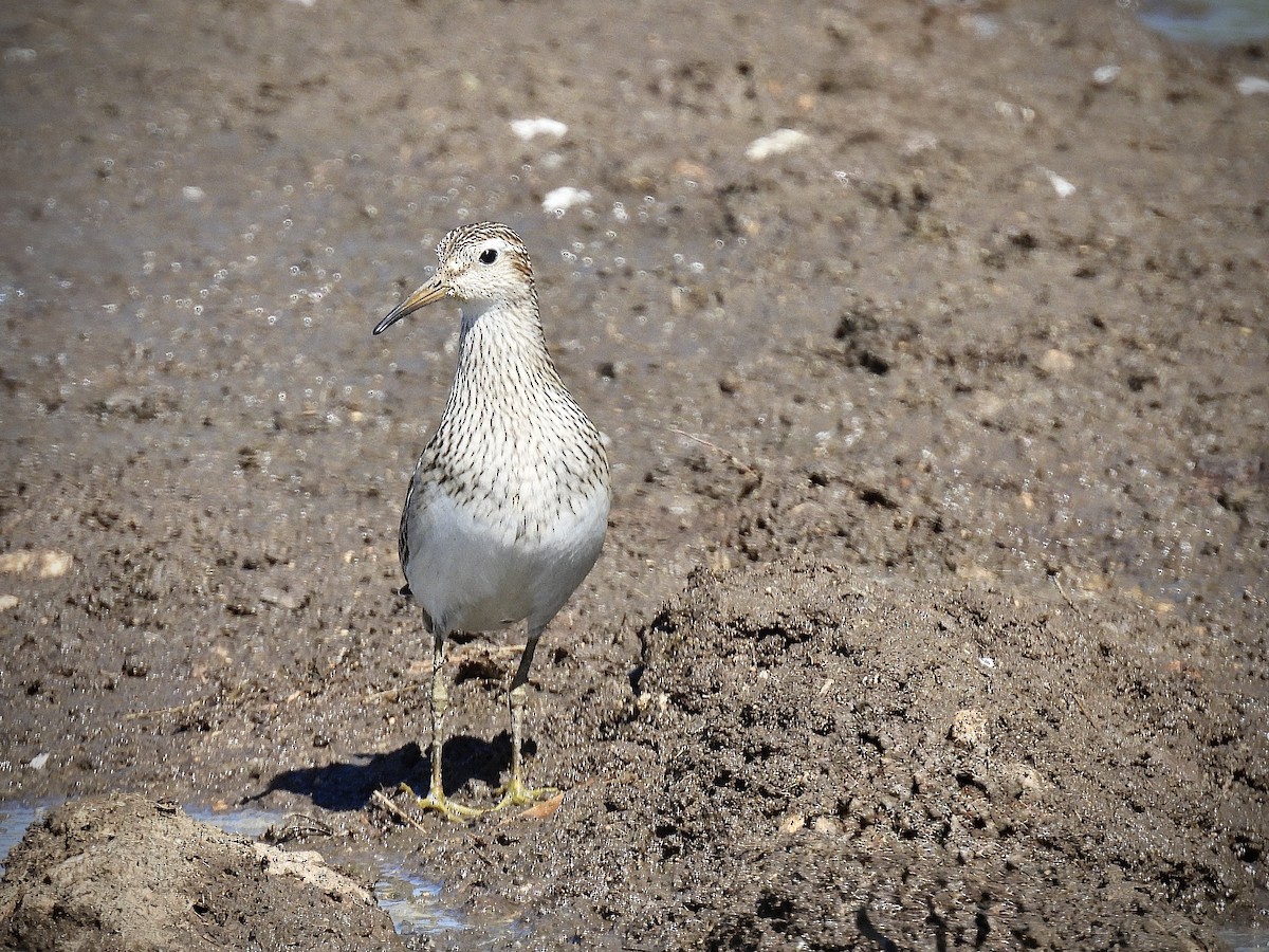 חופית כהת-חזה - ML646563608