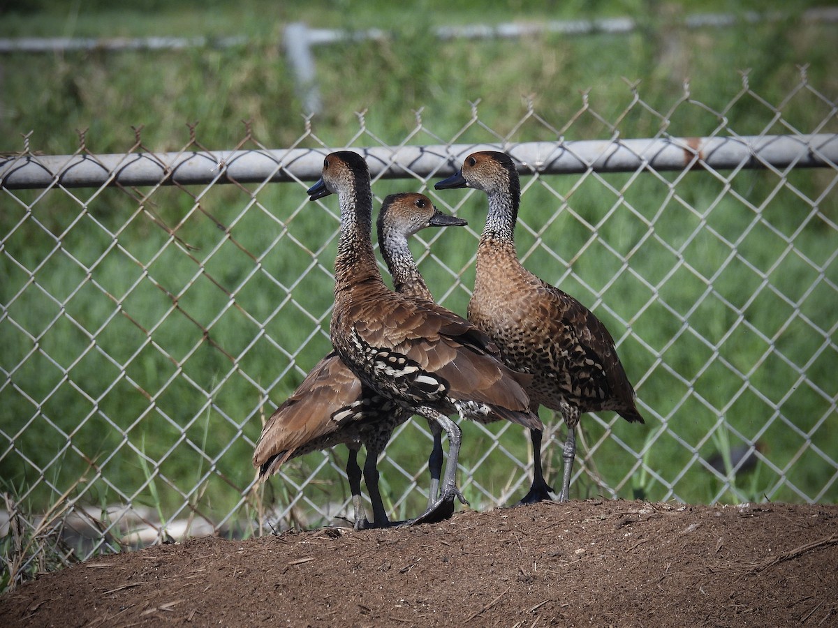 West Indian Whistling-Duck - ML646563609