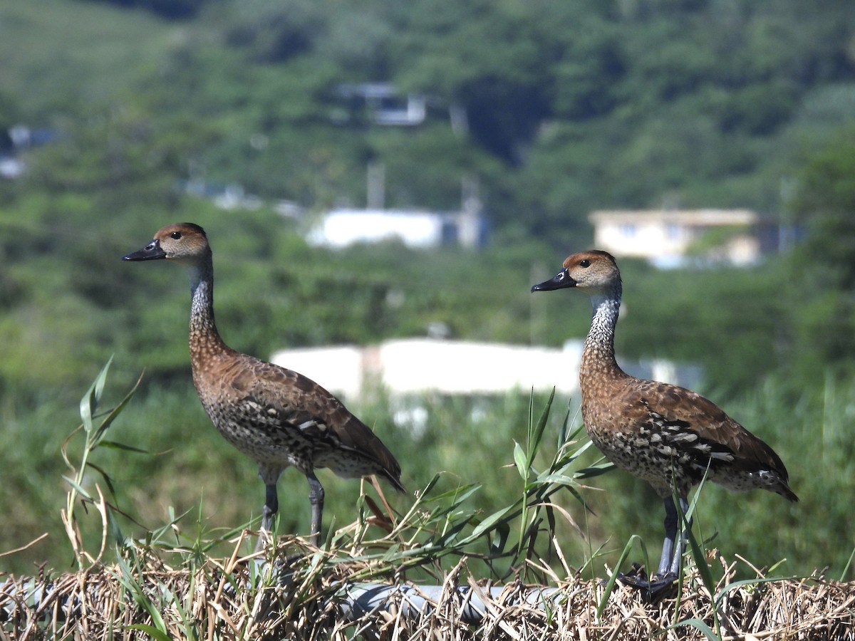 West Indian Whistling-Duck - ML646563610