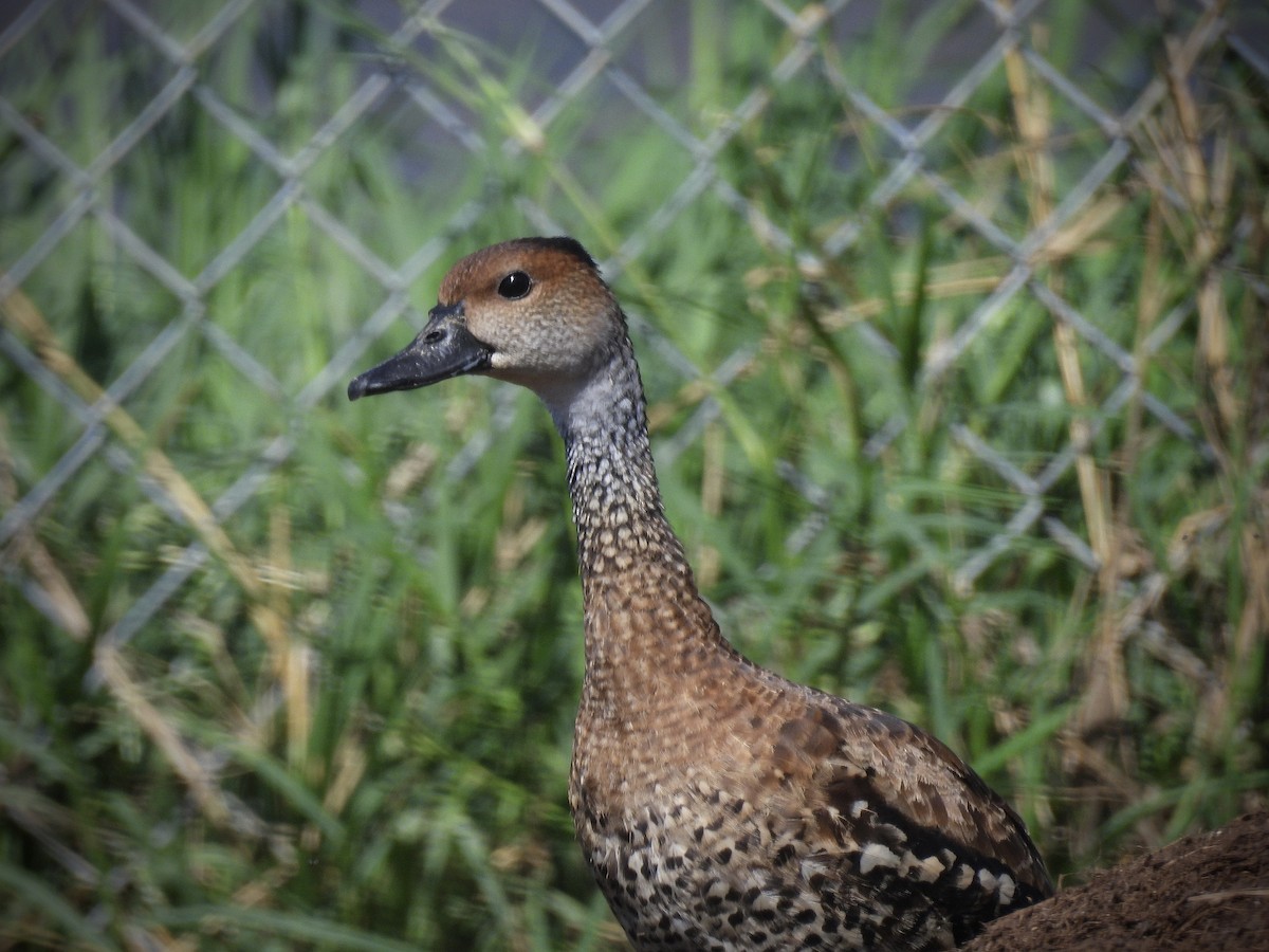 West Indian Whistling-Duck - ML646563611