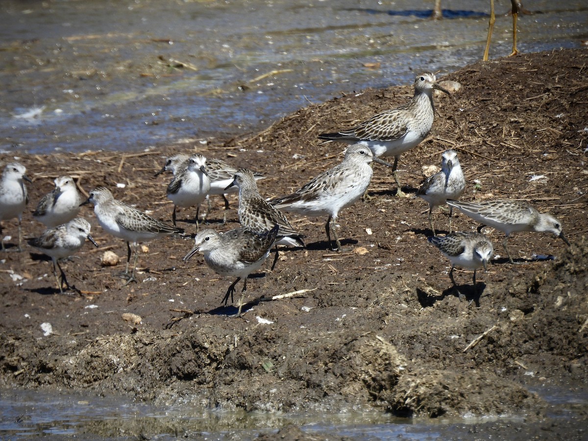 Побережник арктичний - ML646563612