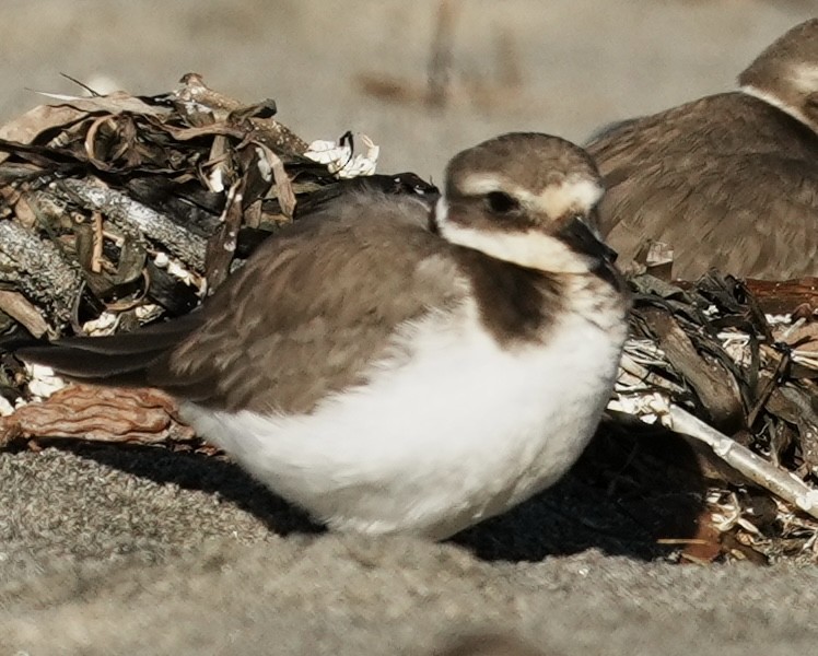 Common Ringed Plover - ML646563613