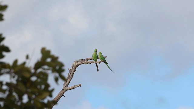 Попугай Крамера - ML646563615