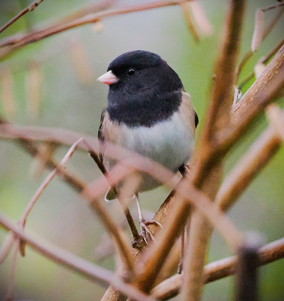 Dark-eyed Junco - ML646563618