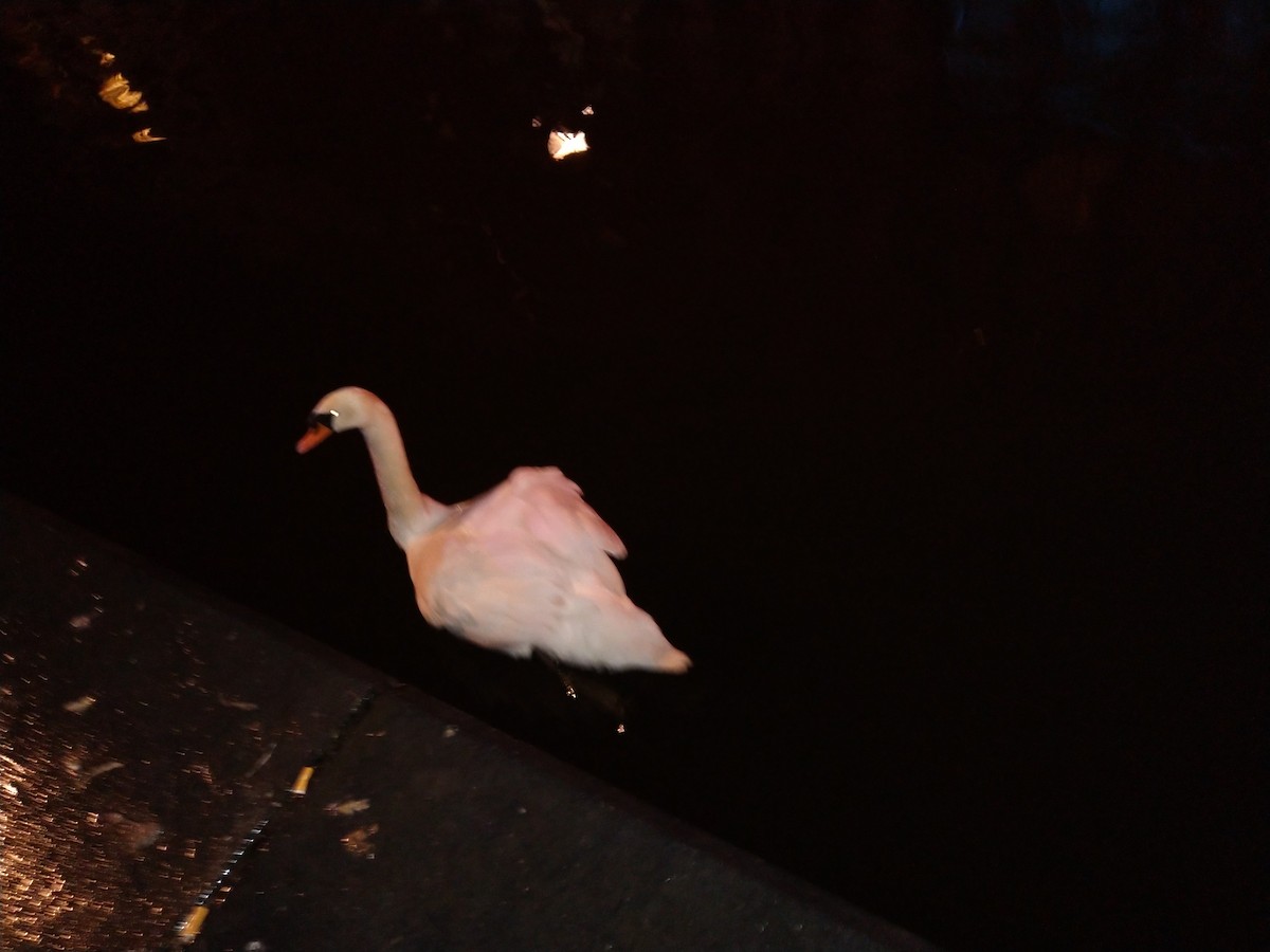 コブハクチョウ - ML646563619