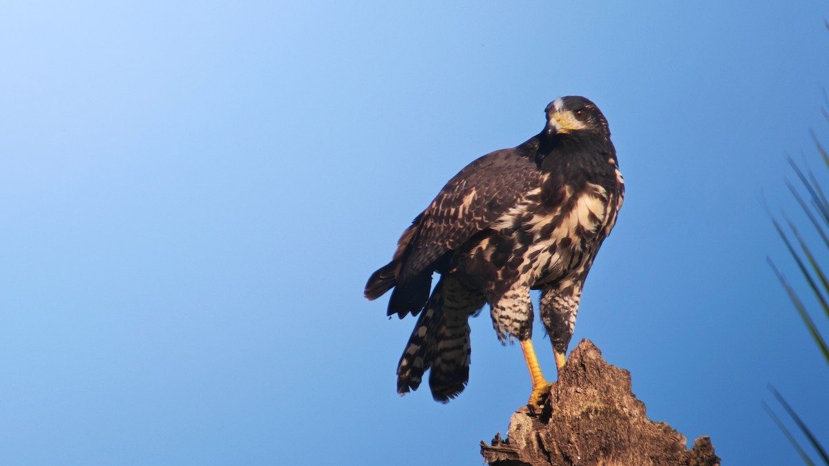 Common Black Hawk - ML646563621