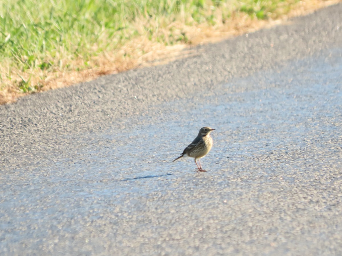 Щеврик американський - ML646563623