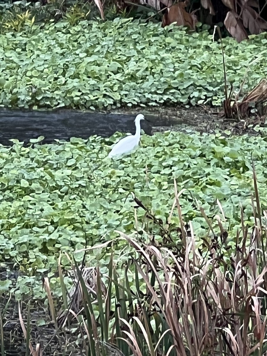 Snowy Egret - ML646563625