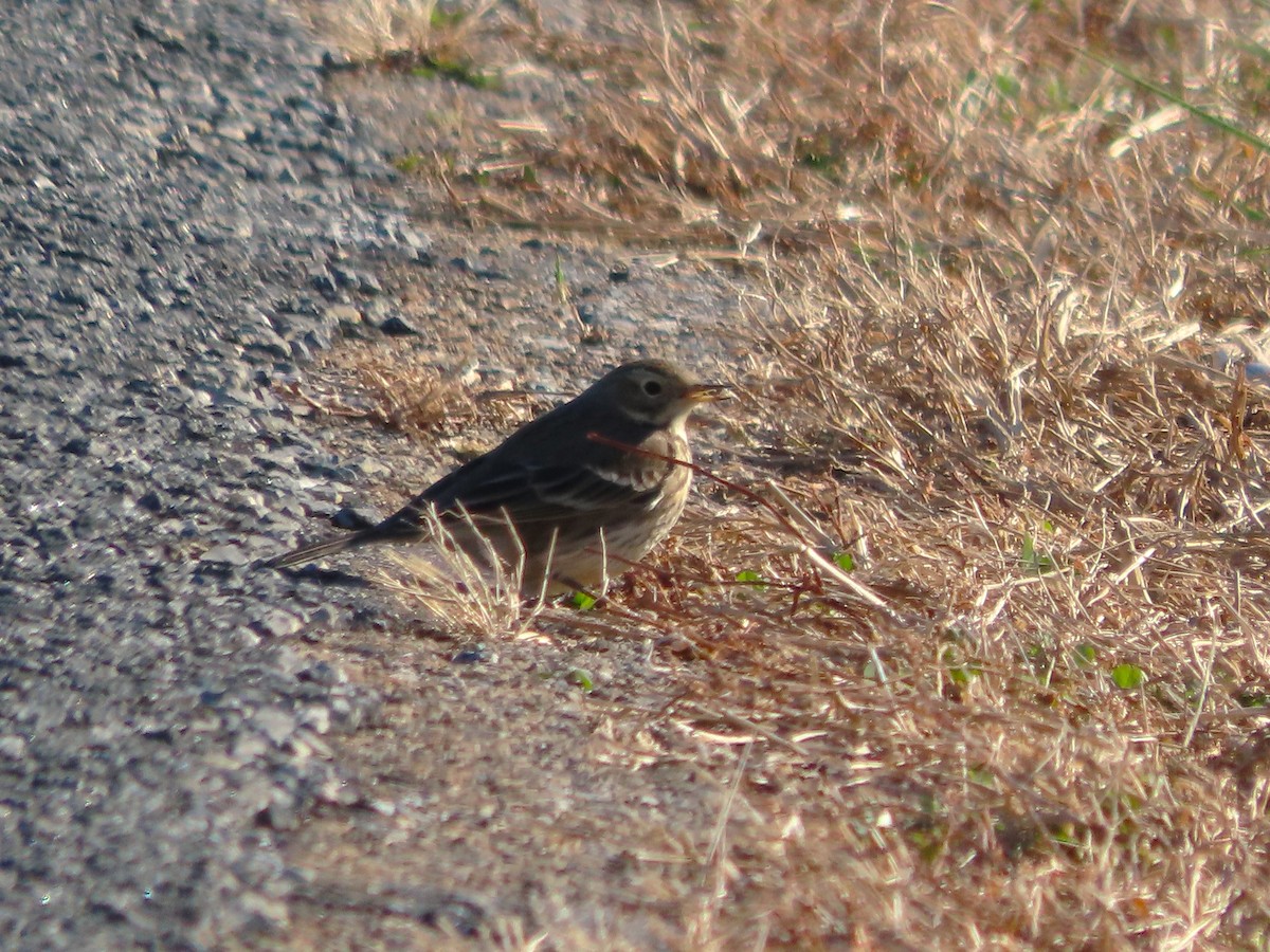 Щеврик американський - ML646563626