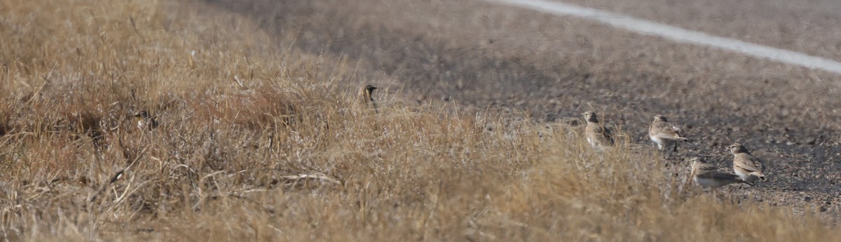 Horned Lark - ML646563628