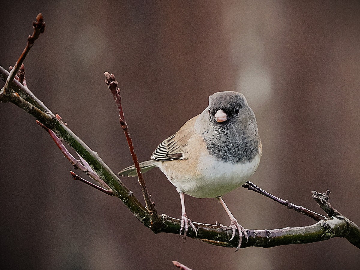 Dark-eyed Junco - ML646563629