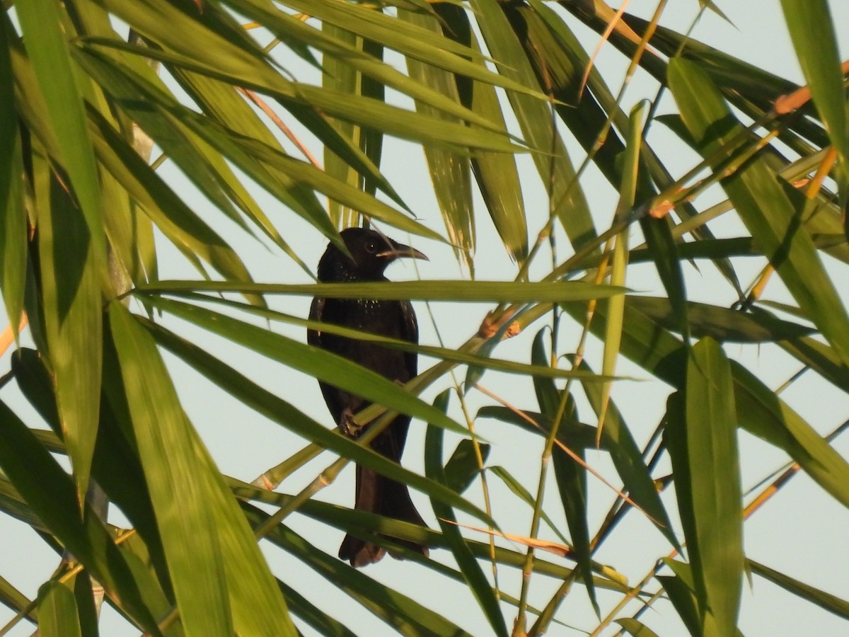 Hair-crested Drongo (Hair-crested) - ML646563630