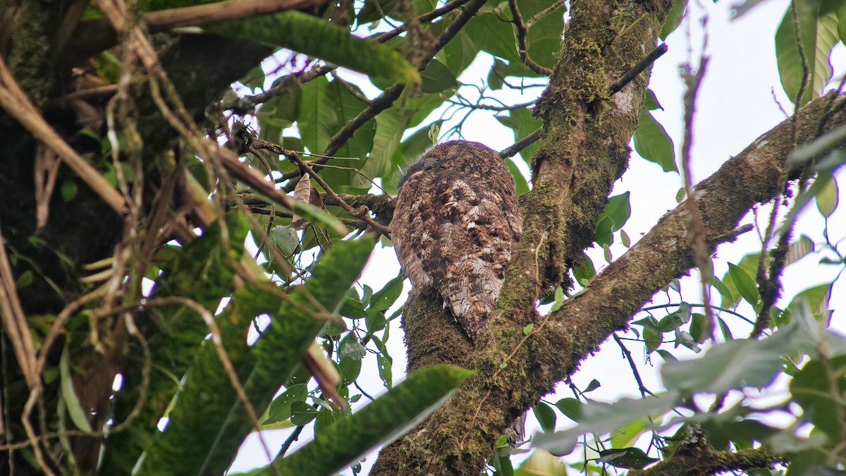 Great Potoo - ML646563631