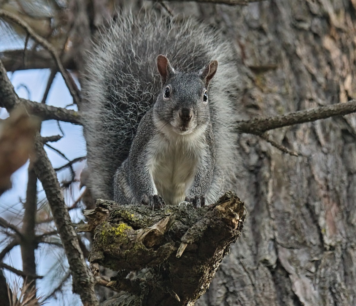 西美松鼠 - ML646563632