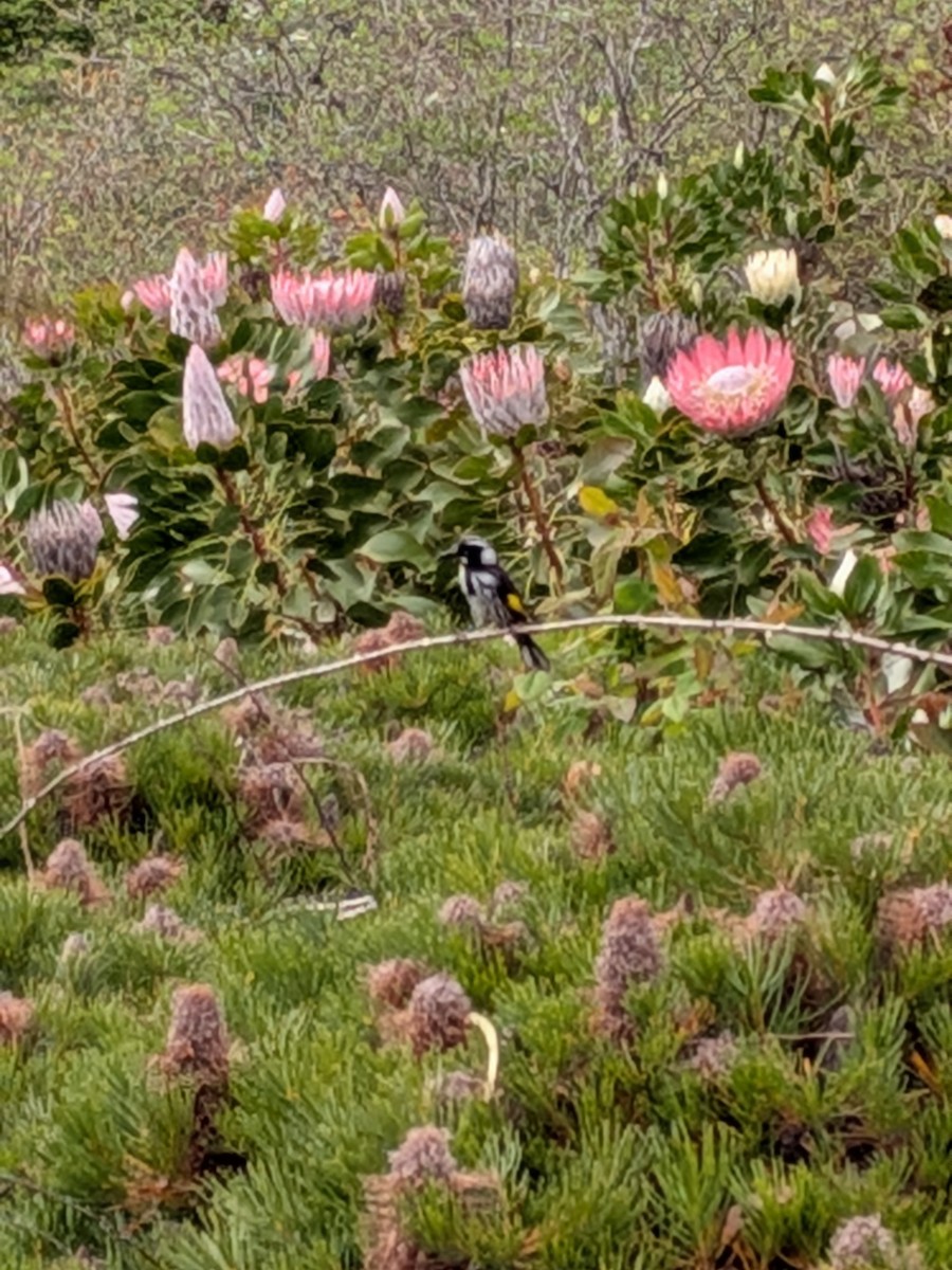 New Holland Honeyeater - ML646563636