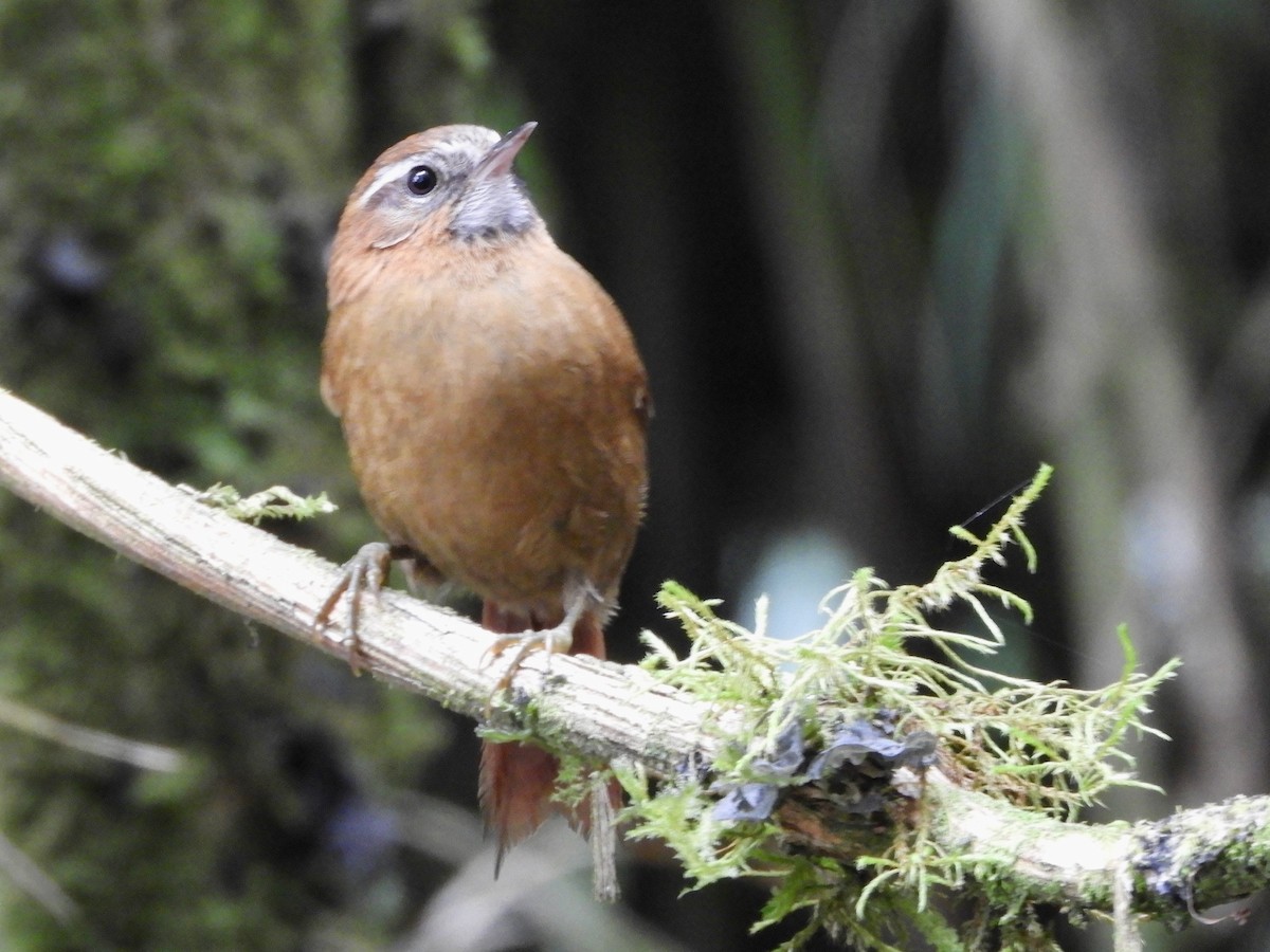White-browed Spinetail - ML646563639