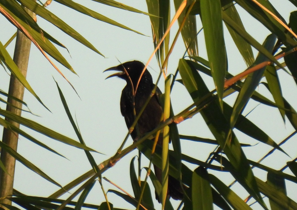Hair-crested Drongo (Hair-crested) - ML646563642