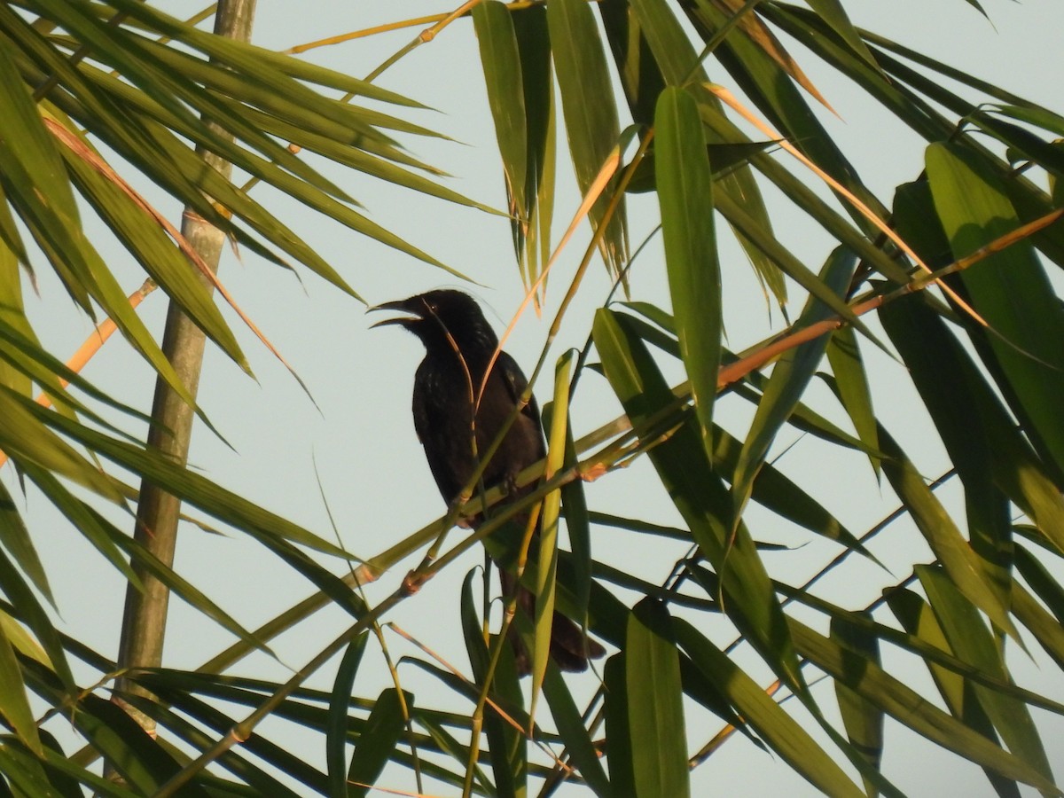 Hair-crested Drongo (Hair-crested) - ML646563651