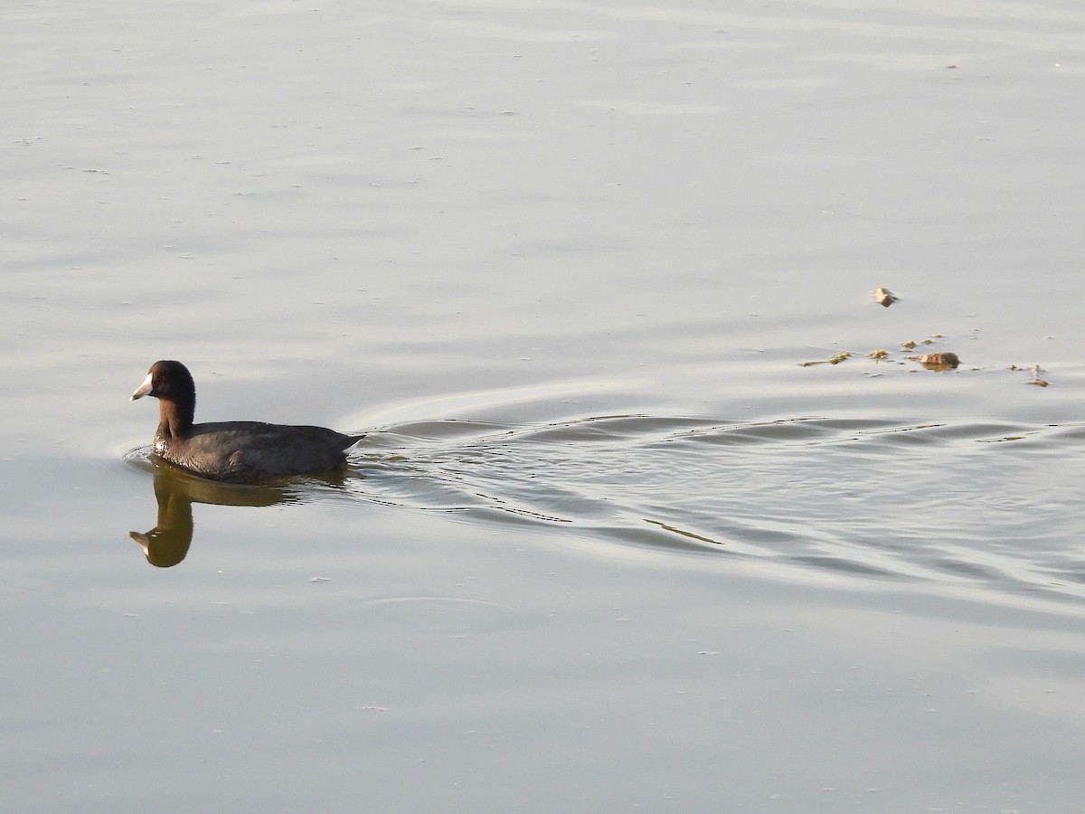 American Coot - ML646563652