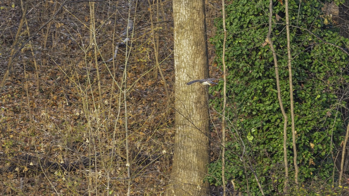 Яструб чорноголовий - ML646563654