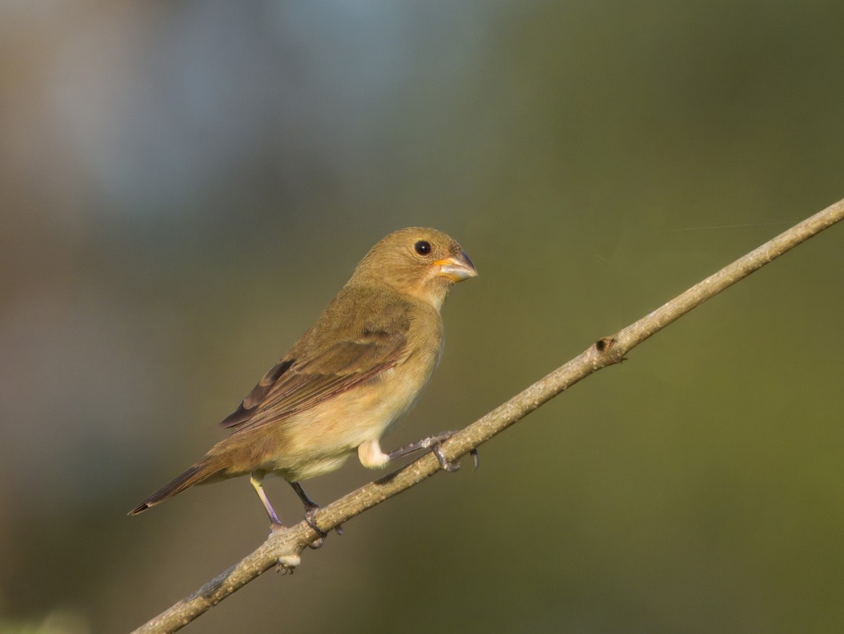 フタスジヒメウソ - ML646563660