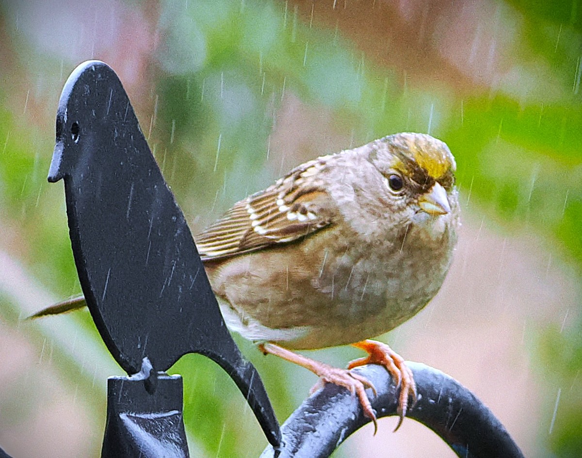 Golden-crowned Sparrow - ML646563663