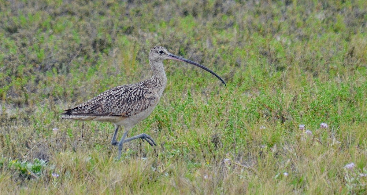 Long-billed Curlew - ML646563664
