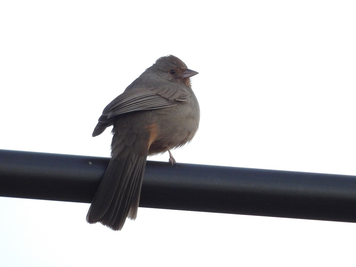 California Towhee - ML646563666