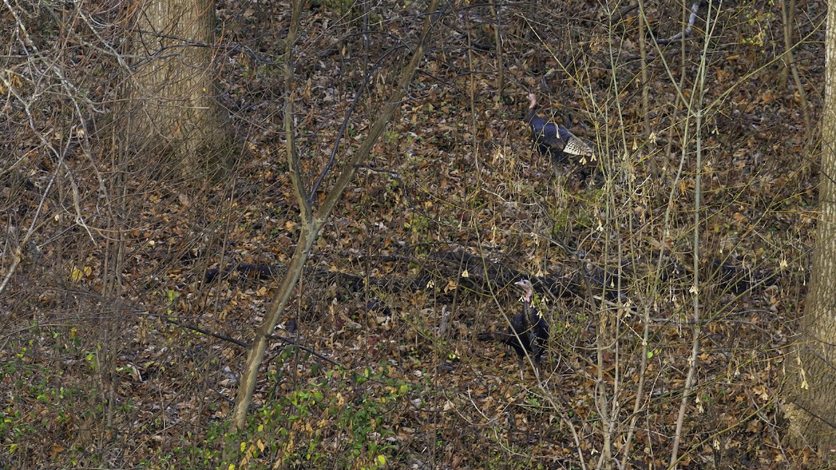 Wild Turkey - ML646563671