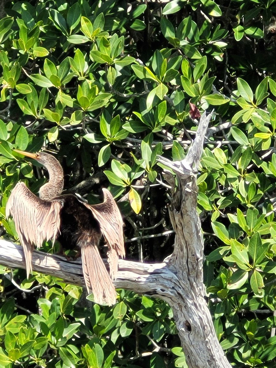 Anhinga - ML646563672