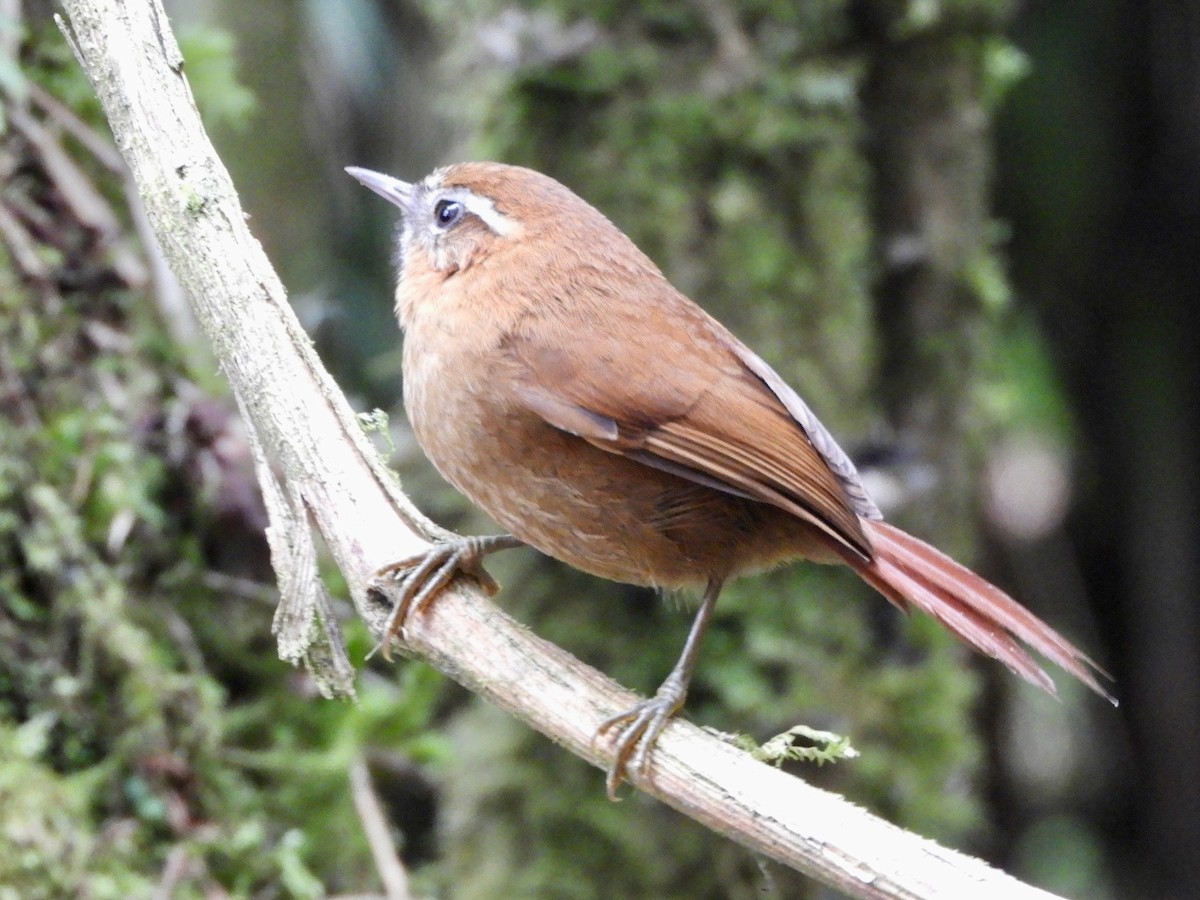 White-browed Spinetail - ML646563673