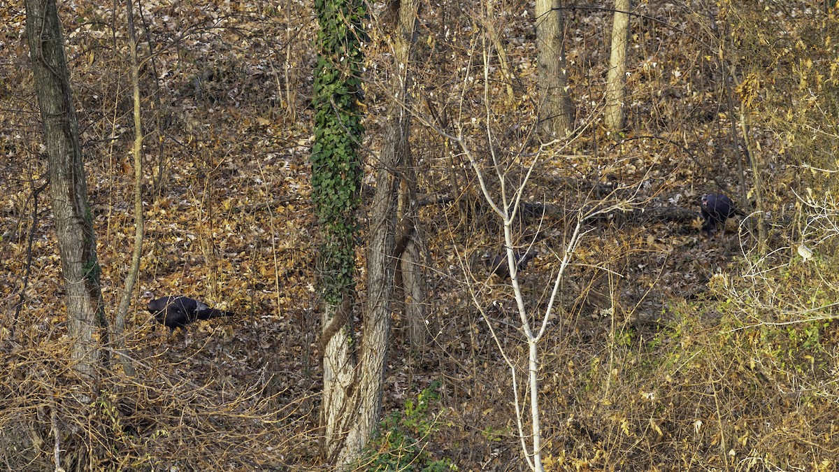 Wild Turkey - ML646563675