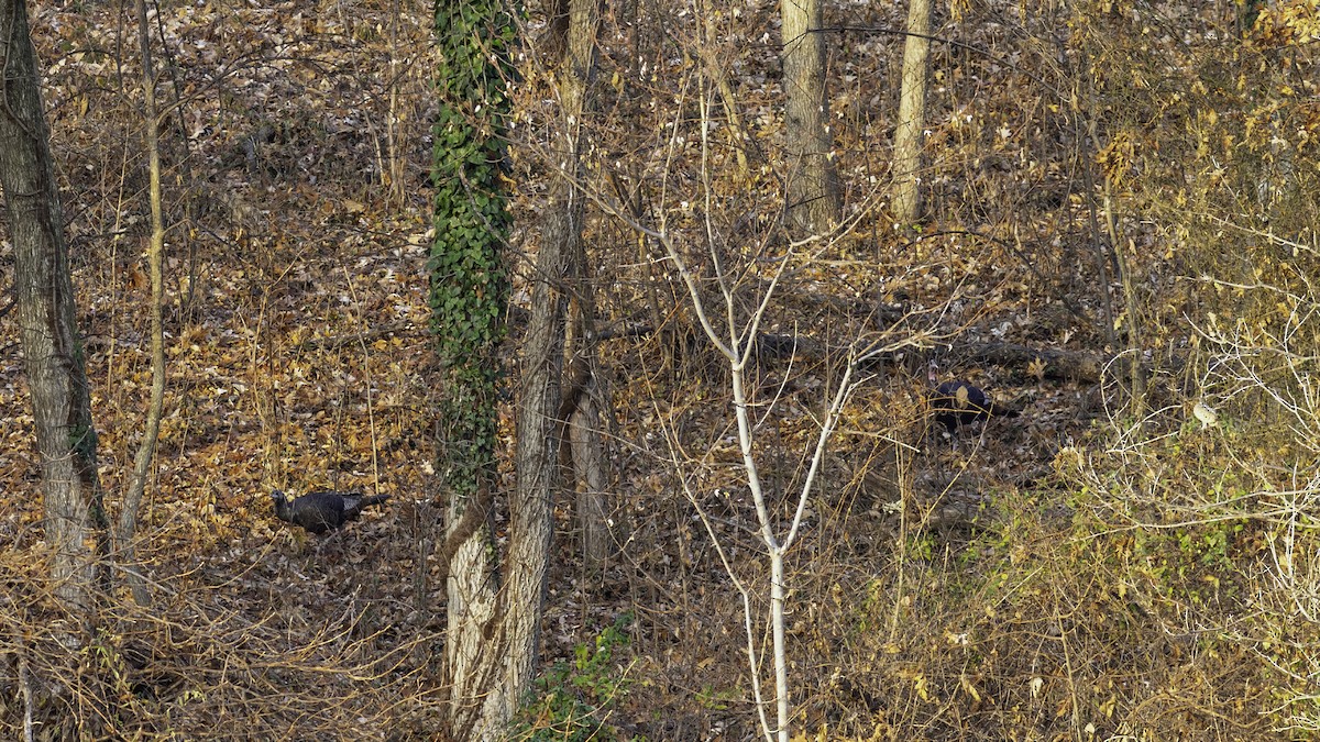 Wild Turkey - ML646563678