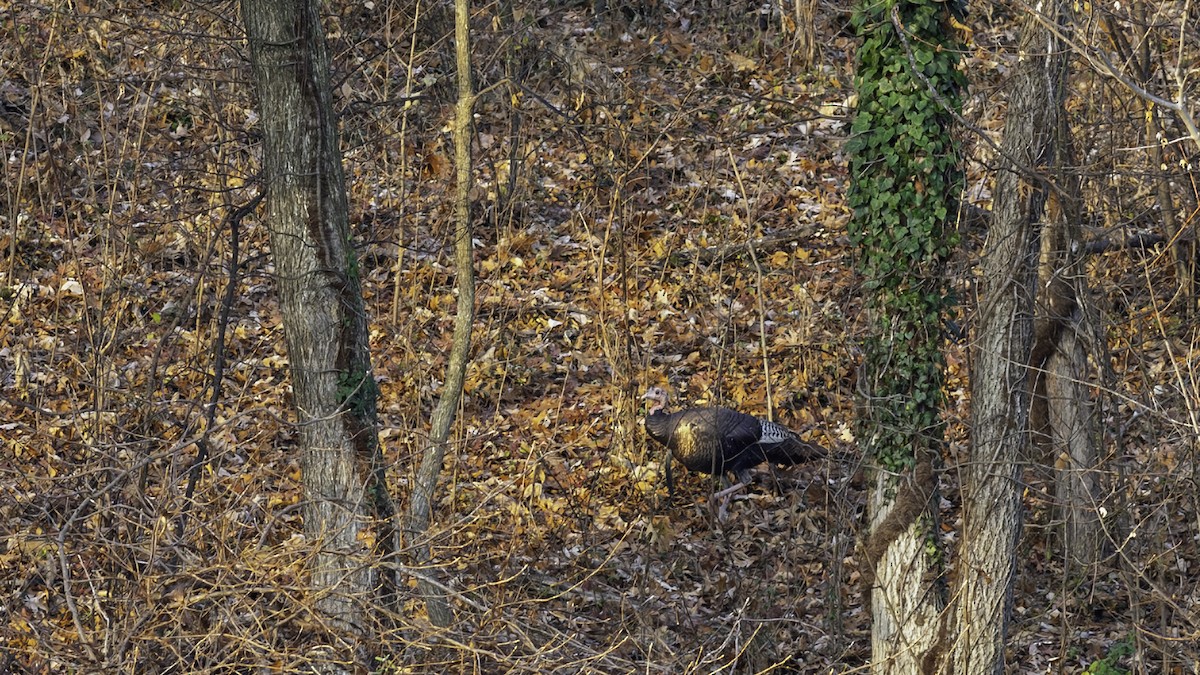 Wild Turkey - ML646563679