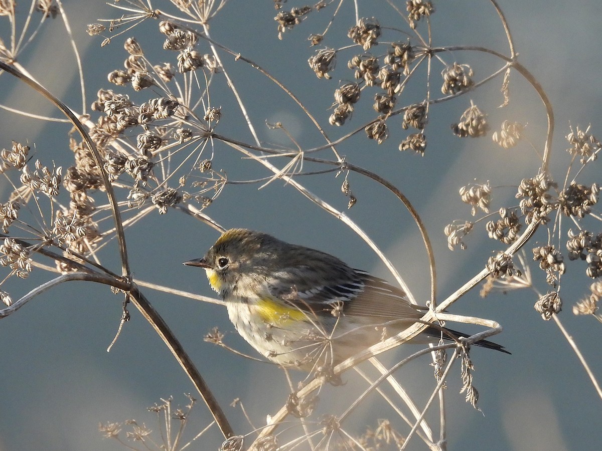 Yellow-rumped Warbler - ML646563680