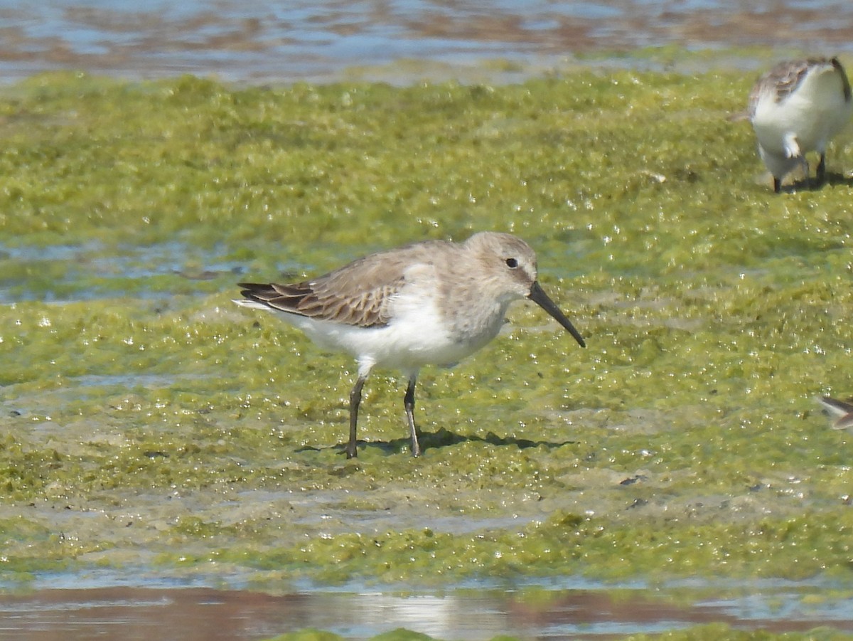 Dunlin - ML646563681