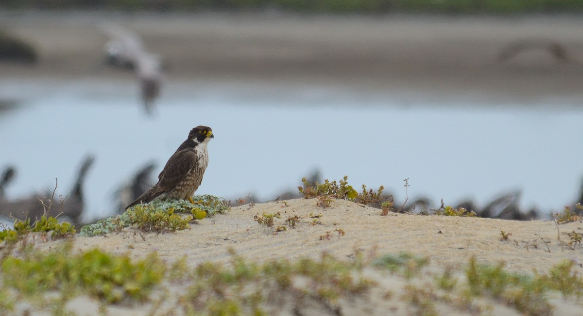 Peregrine Falcon - ML646563685