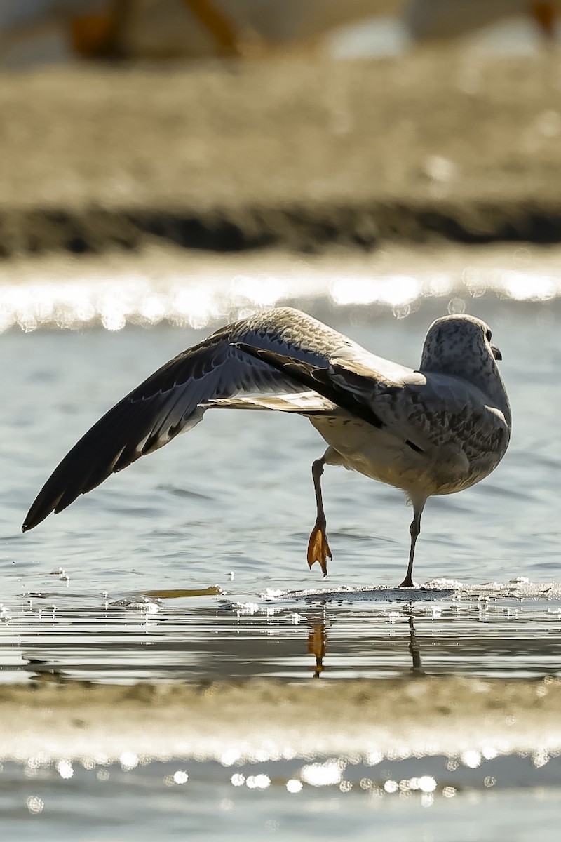 Ring-billed Gull - ML646563686