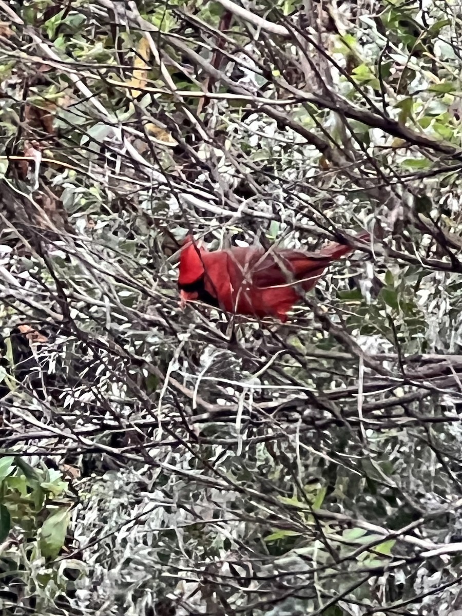 rødkardinal - ML646563688