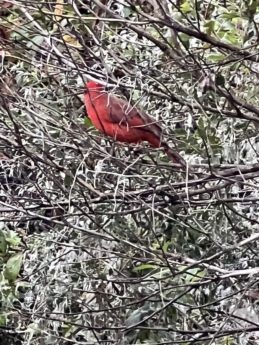 rødkardinal - ML646563689